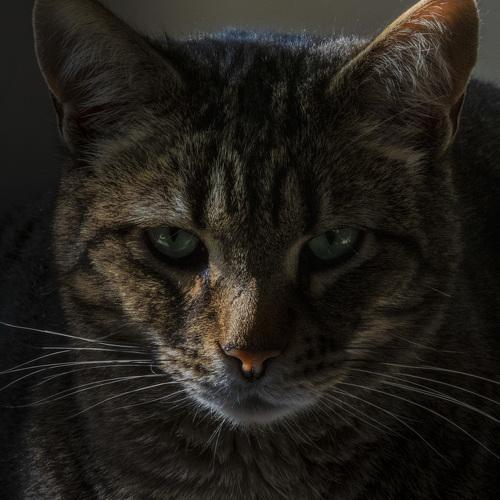 Portrait of a Tabby
