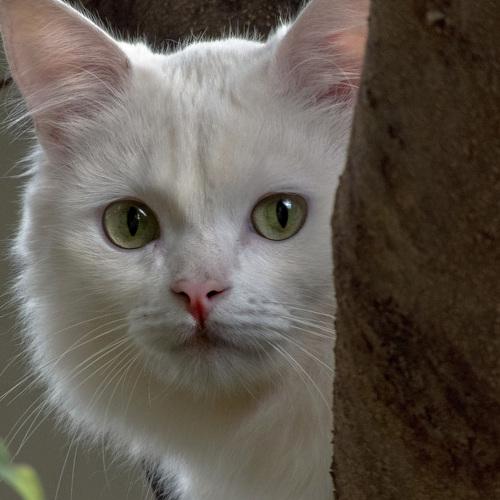 Portrait of Sora