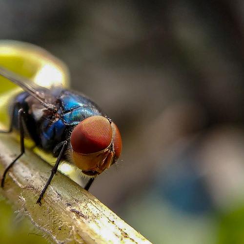 Common fly