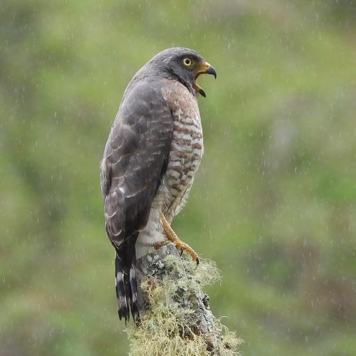 Anhelos