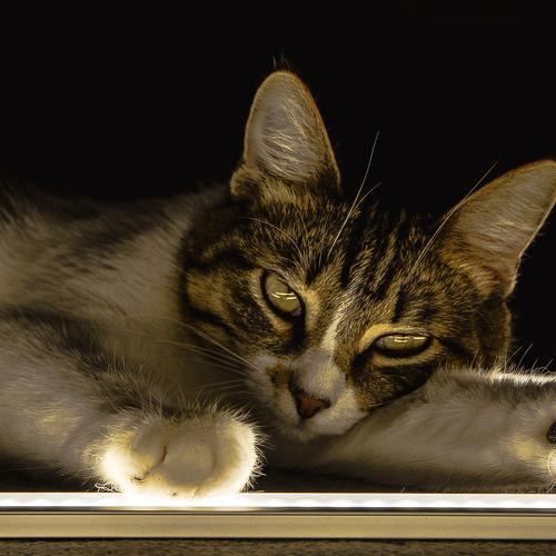 Photo #3544874
