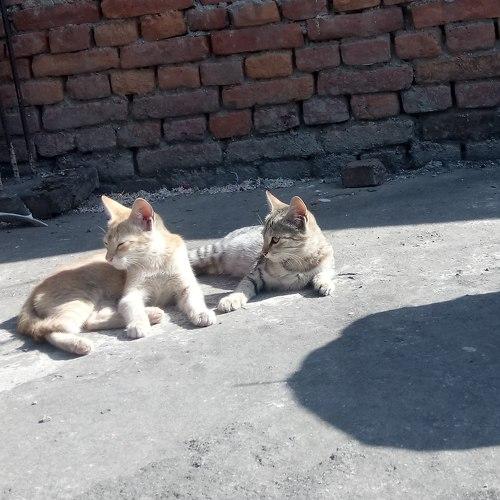 Photo #3545327