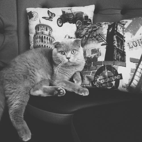 Photo #3545758