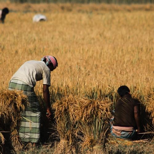 Farmers daily