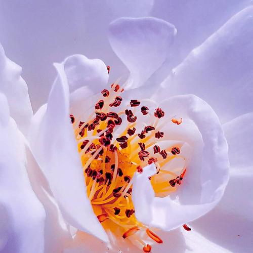 The beauty Inside