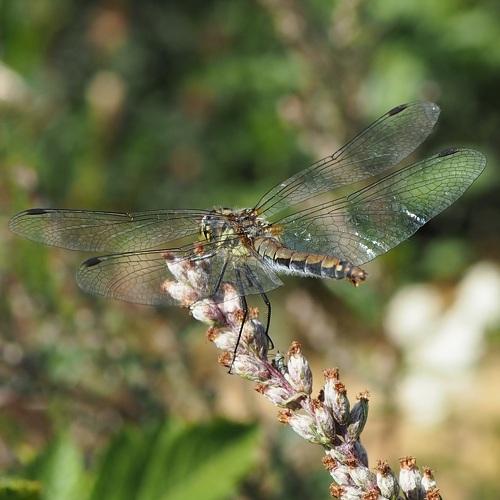 Photo #3550364