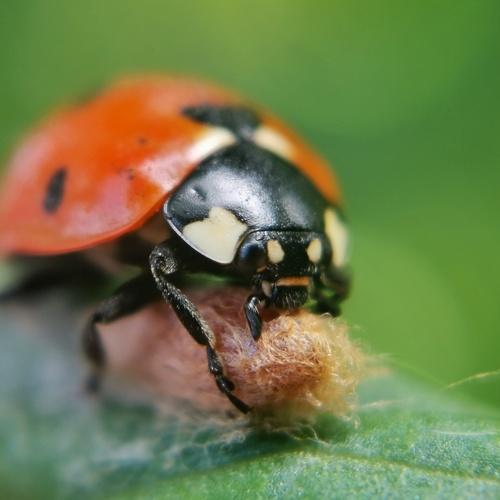 Photo #3550430