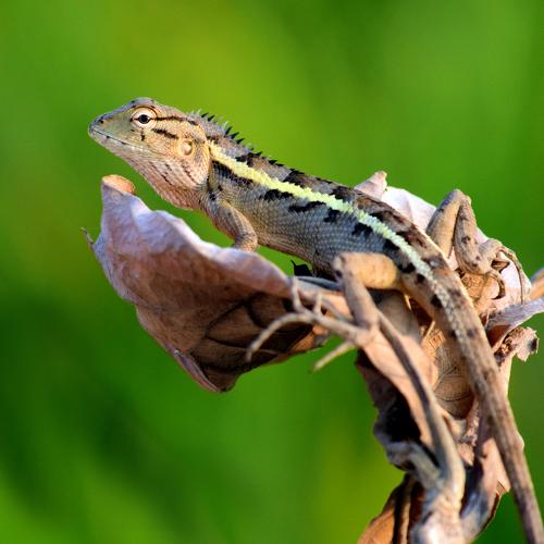 Oriental Garden Lizard, eastern garden lizard or changeable lizard on a tree trunk in the wild