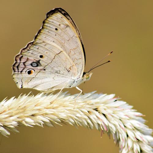 butterfly above the flower