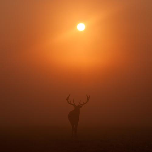 walk with the sun