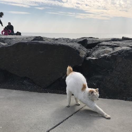Yawning cat