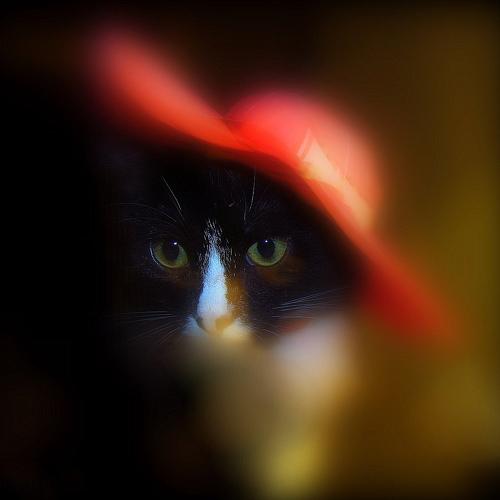 Photo #3552737