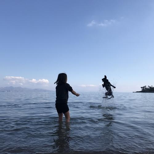 Jumping dog