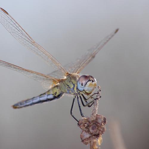 Photo #3553305