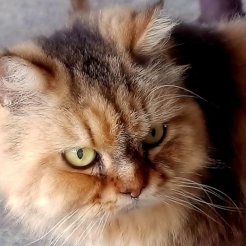 My Feline Friend