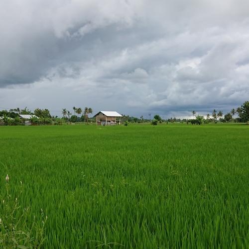 Field exotic