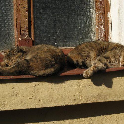 Photo #3556137