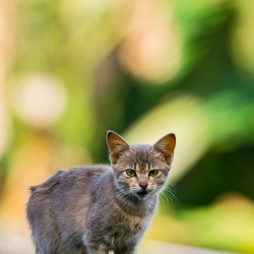 Photo #3557065