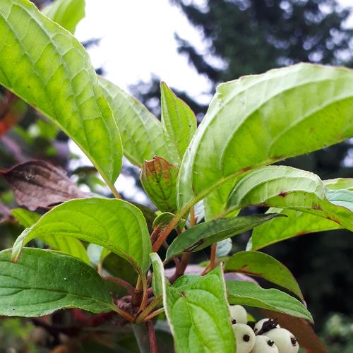 Photo #3557831