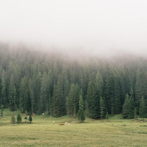 Photo #3559007