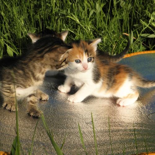Photo #3559212