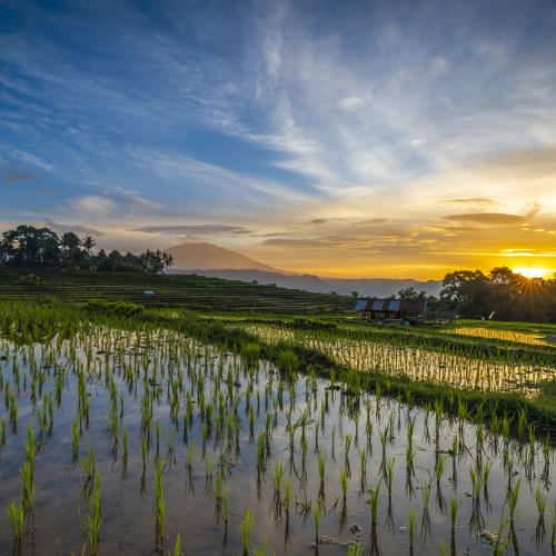 Sawah Situjuh