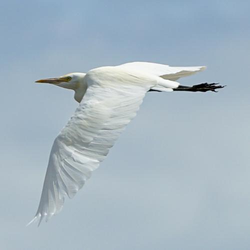 Fly Free