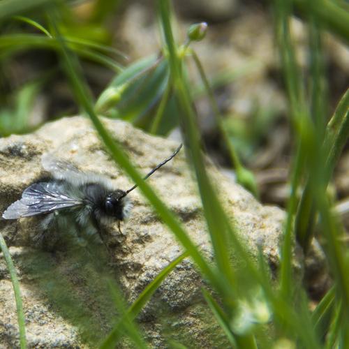 Little bee