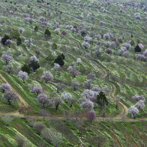 spring blossoms