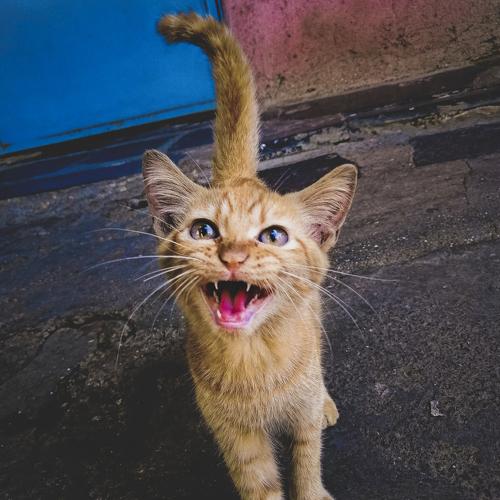 Photo #3560225