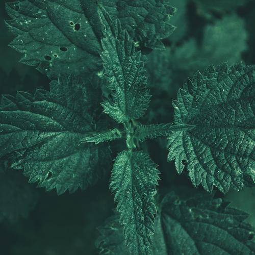 Photo #3560227