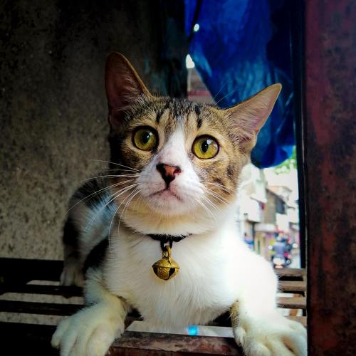 Photo #3560247