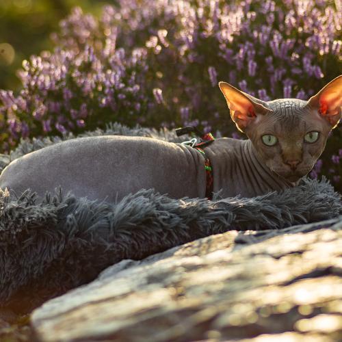 Photo #3560651