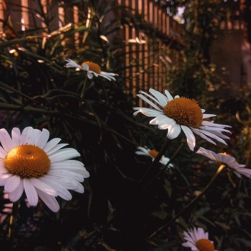 Photo #3561108