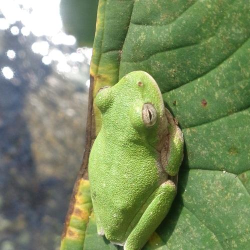 Small Eared Tree Frog in a Mexican forest