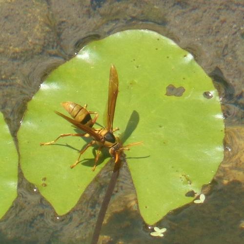 Photo #3561200