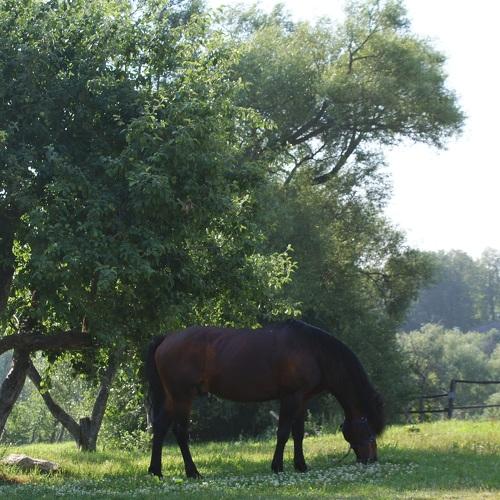 Photo #3561401
