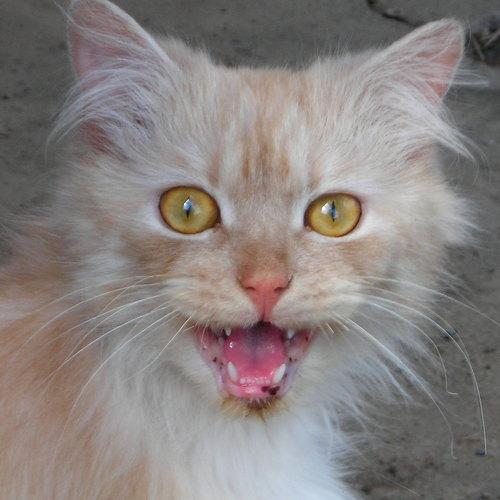 Photo #3561414
