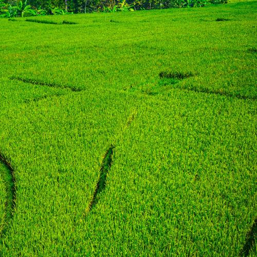 Green Bed