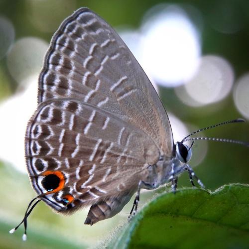 Photo #3562229