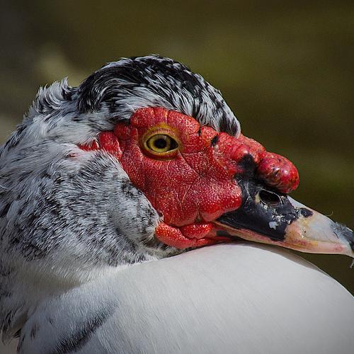Photo #3562712