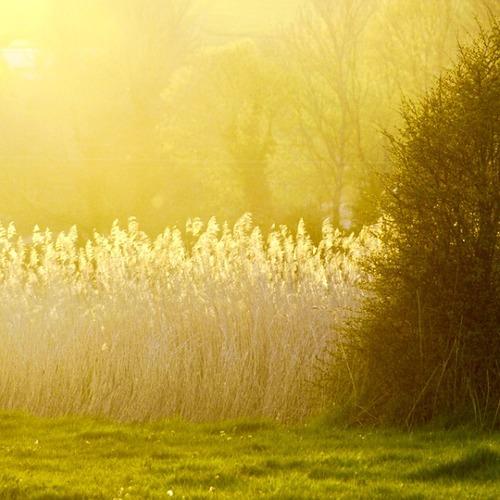 Mellow yellow