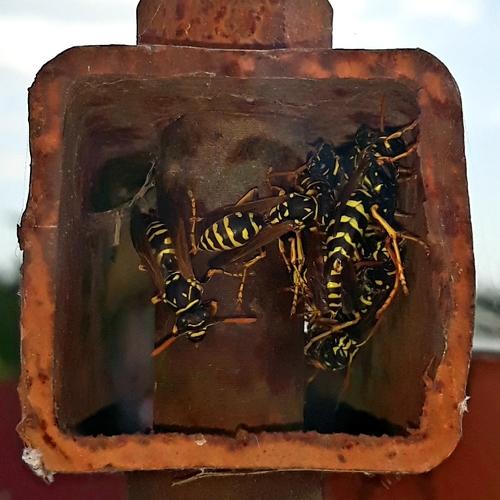 Photo #3563322