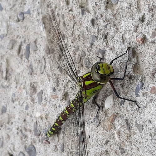 Photo #3563338