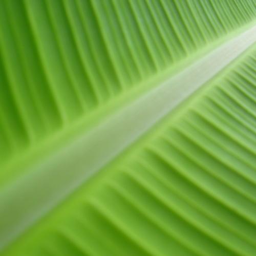 Green path to the light