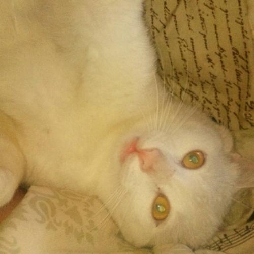 Photo #3564010