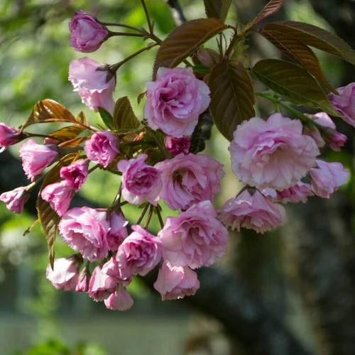 Sakura