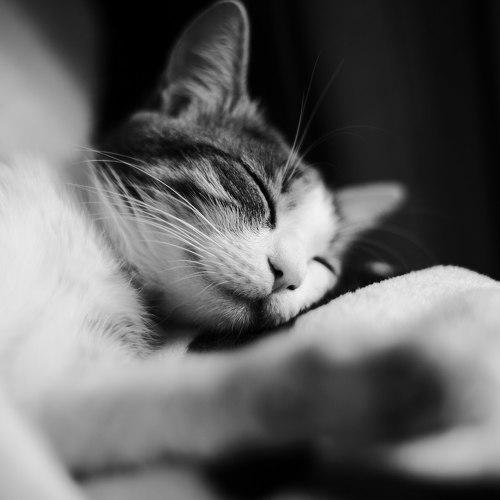 Photo #3564918