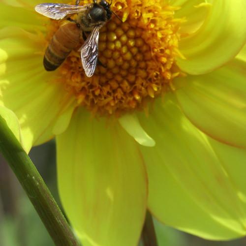 Flower With Bee