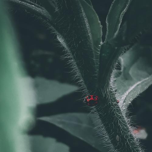Photo #3566273